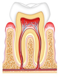 Wurzelbehandlung (Endodontologie) in der Zahnarztpraxis Ochinko