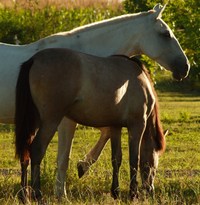 Artgerechte Fütterung und Haltung eines Pferdes ist Voraussetzung für ein gesundes Immunsystem, glänzendes Fell und gute Kondition.