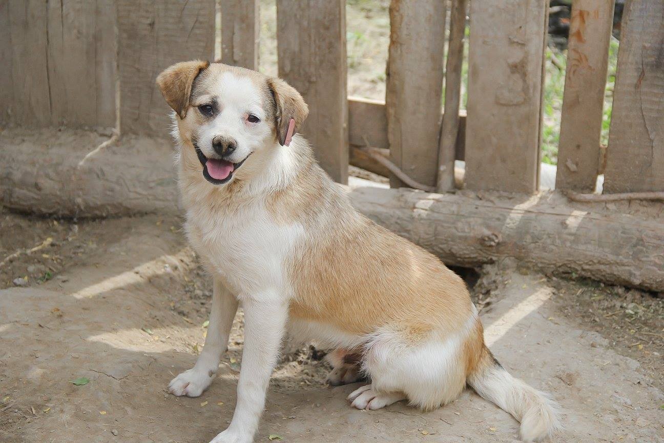 Tierengel Bulgarien Wir suchen ein ZuhauseHund