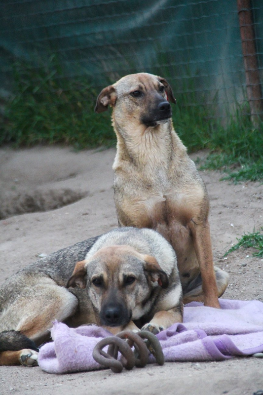 27+  Fakten über  Ältere Hunde Suchen Ein Zuhause! Dalla ist eine unter den vielen hunden hier im shelter von baia mare, auch sie wünscht sich ein eigenes erstes zuhause.